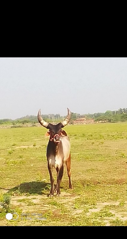 ઘોધલો વેસવા નો...