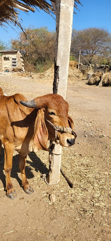 ગીર વાછડી આપવાન...