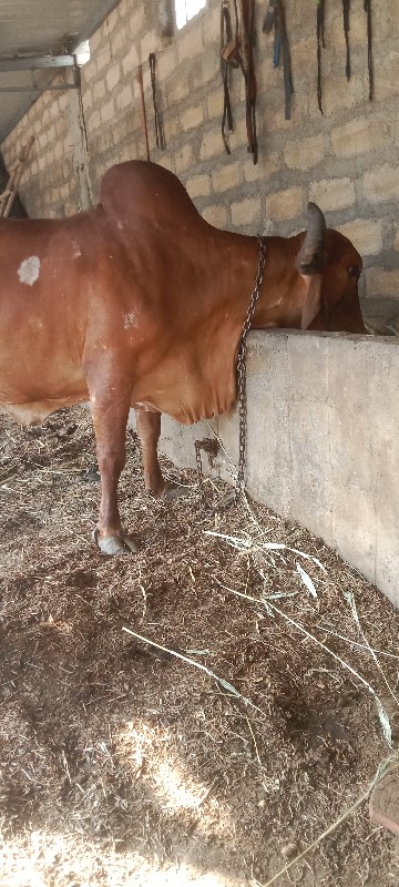 gir cow