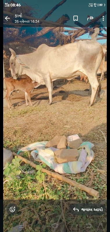 સફેદ ગાય વેચવાન...