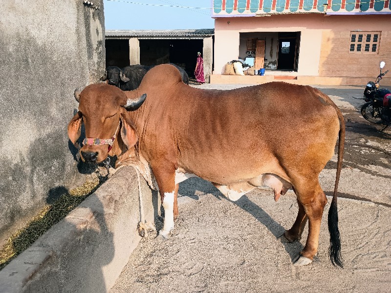 ગીર ગાય