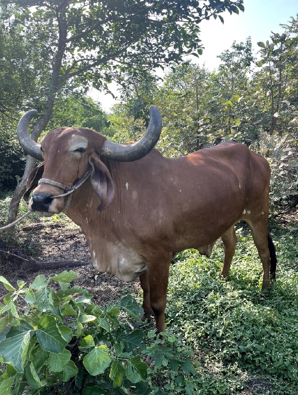 બળદ વેંચવા નો છ...