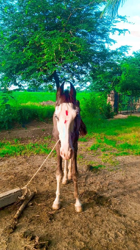 ઘોડો 🐎 છે પોની