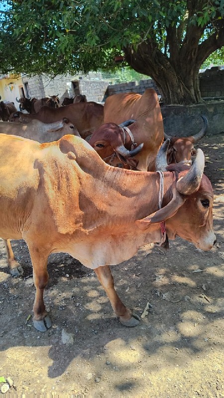 ગાય બીજુ વેતર