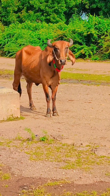 3 વેતર છે