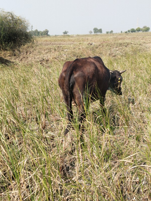 8.25 ગાભન