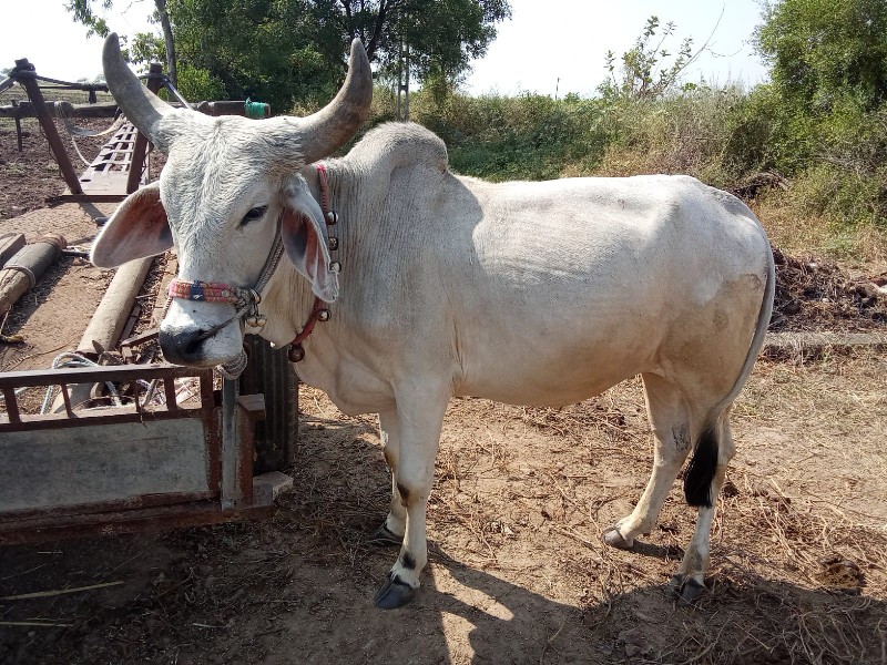 વાંસડા વેચવાના...