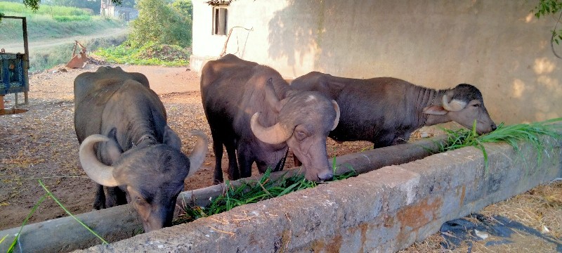 3 ખડાયતા વેચાવ...