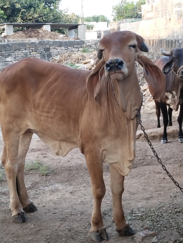 રાજાભાઈ