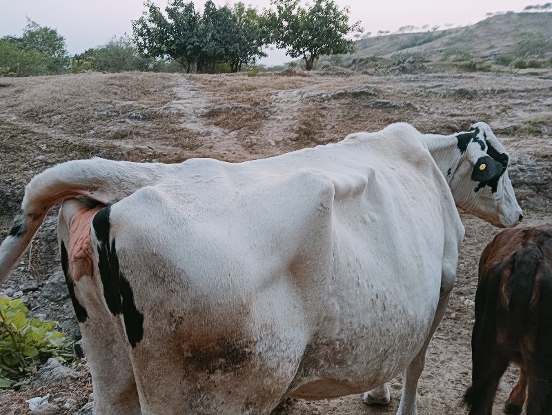 ગાય