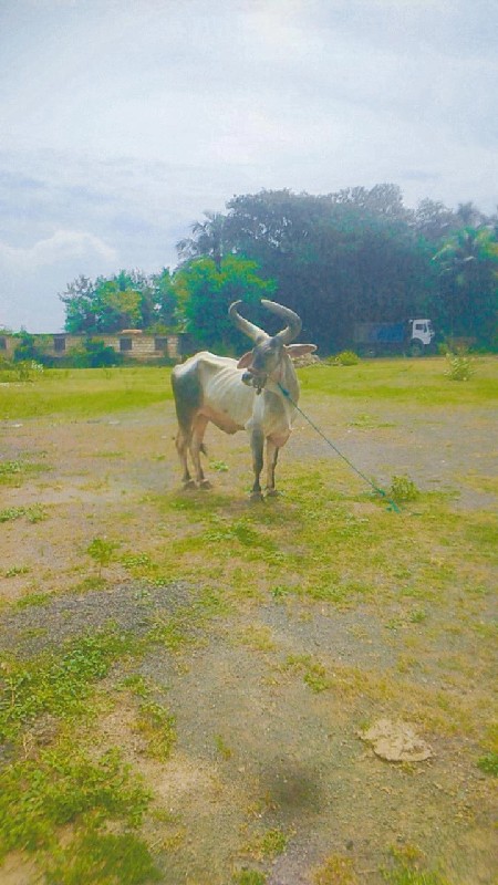 ફુલ જવાબદારી થી...