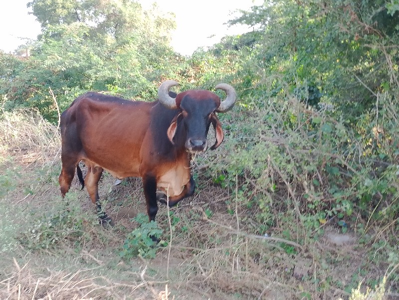 ગાય વેચવાની છે...