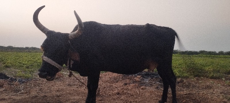 ગાભણીછે