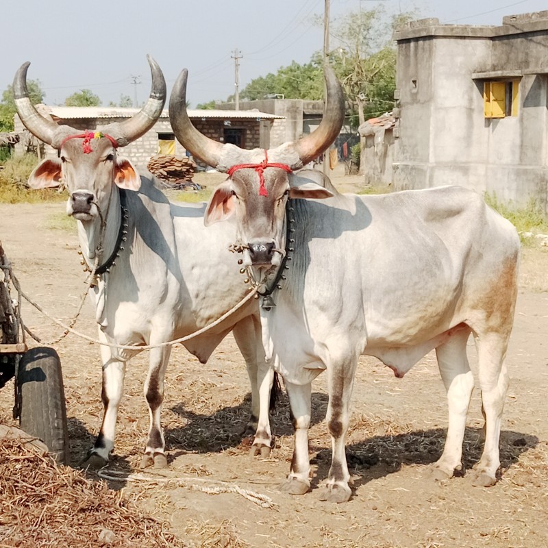 બળદ વેચવાના છે