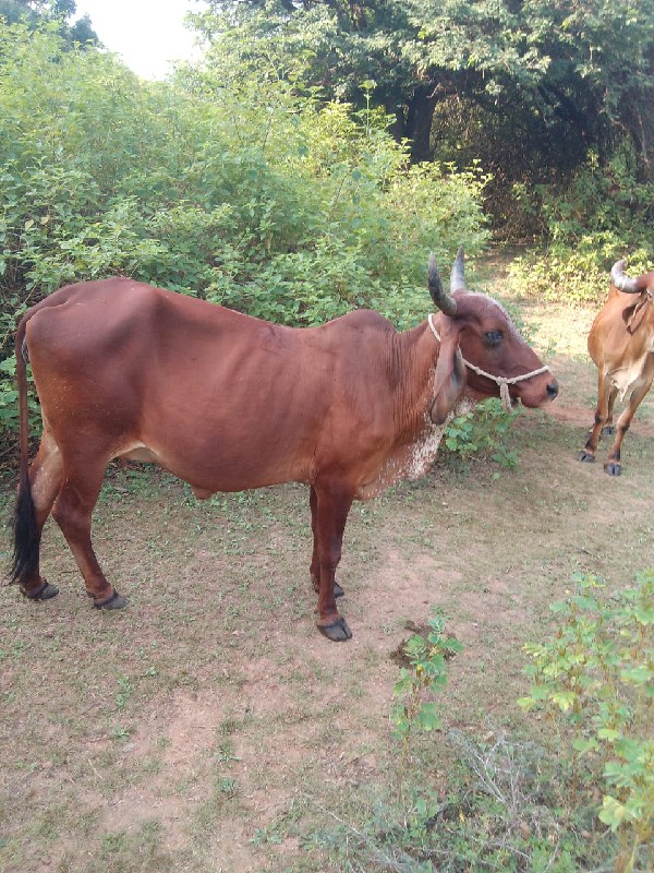 ગાય