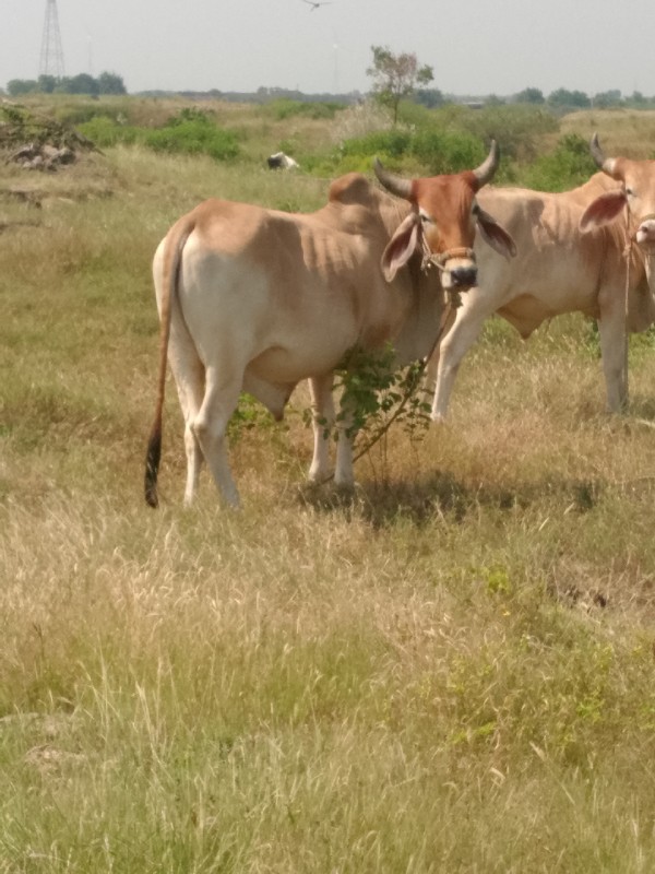 ચાલુછે