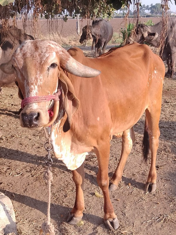 ગાય વેચવાની છે