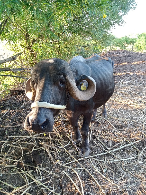 ભેંસ વેચવાની છે