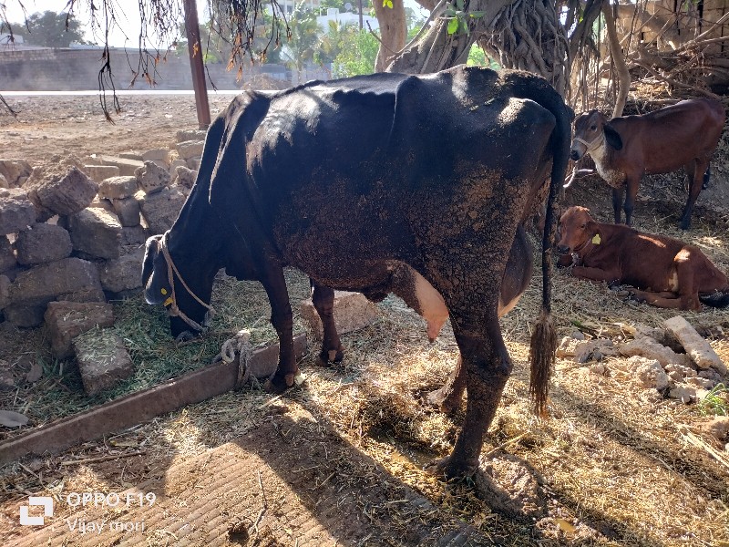 ગીર ક્રોસ