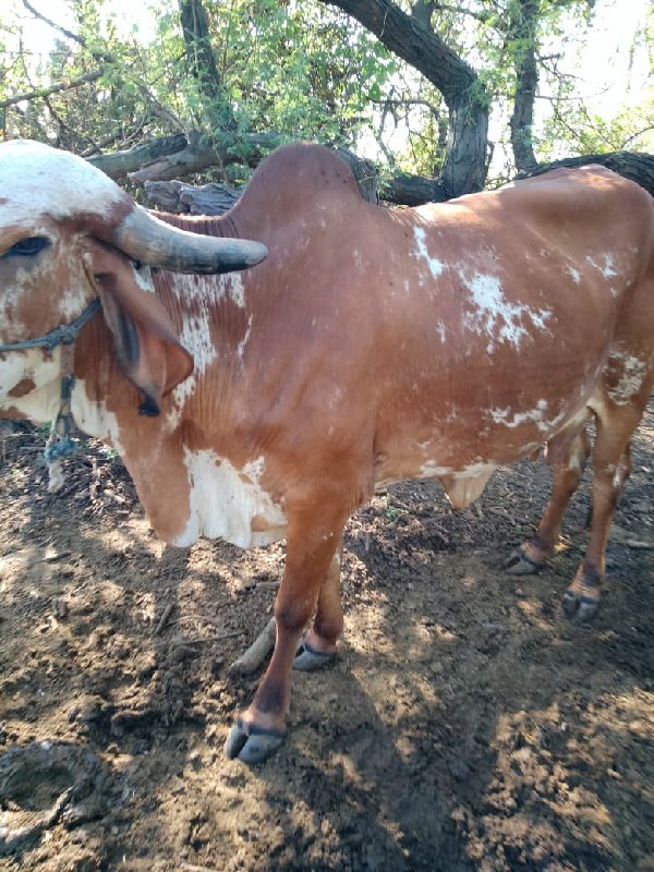 ગીર ગાય વેચવાની...