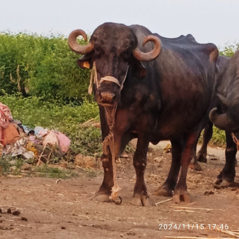 ભેસ વેસવાની સે