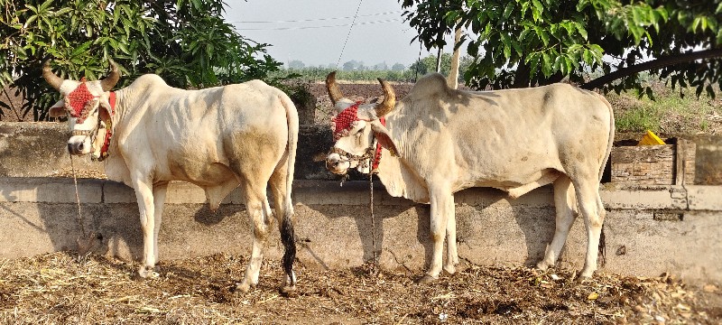 badhi javabadaa...