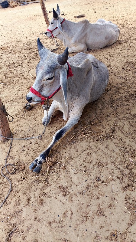 ગોઢલા વેચવાના છ...