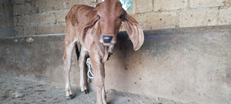 ગાય વેચવાની છે