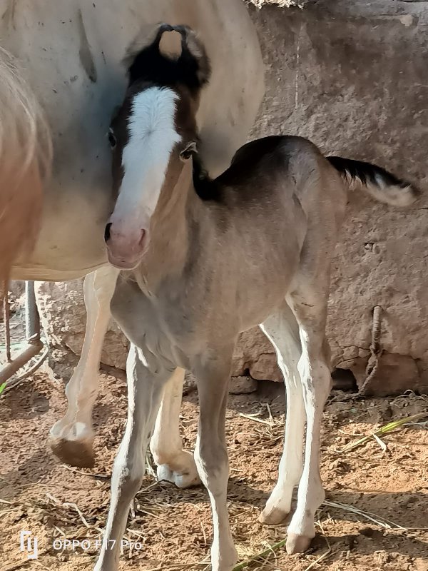 આ ઘોડી વેચવાની...