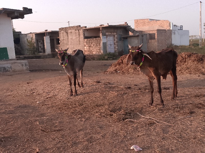 15000 રૂપિયા કિ...