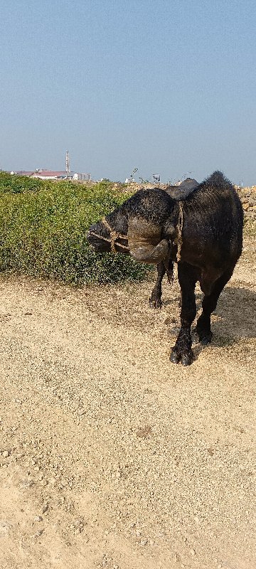 પાડો વેચવા નો છ...