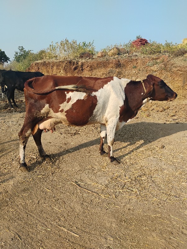 જર્સી ગાય વેચવા...