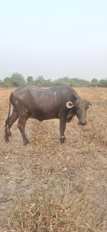 બીજૂ વેતર ભેસ વ...