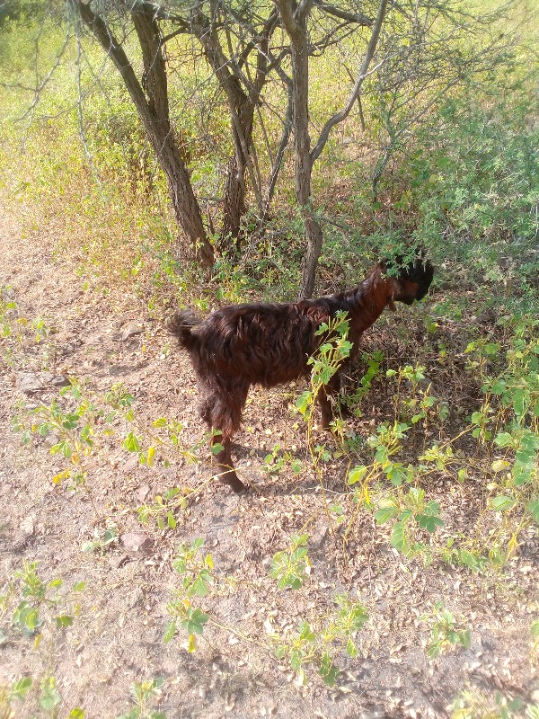 પાઠવેચવાનીછે