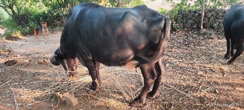 ભેંસ વેચવાની છે