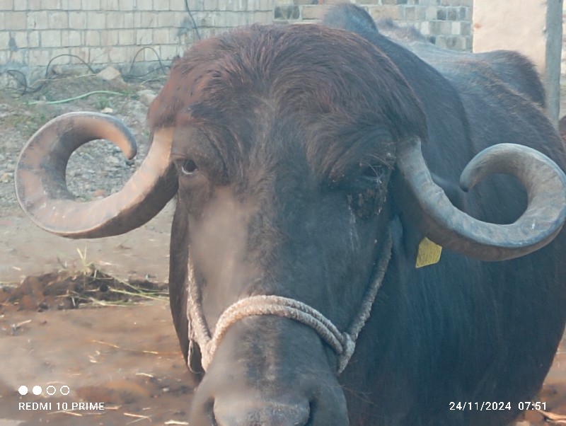 ભેટ વેચવા ની છે