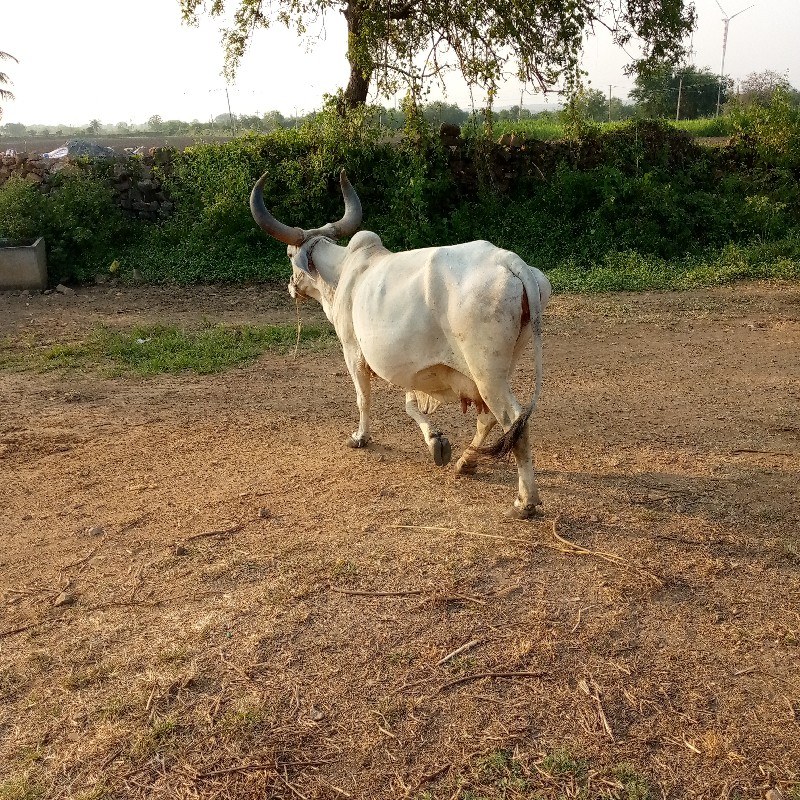 ગાય