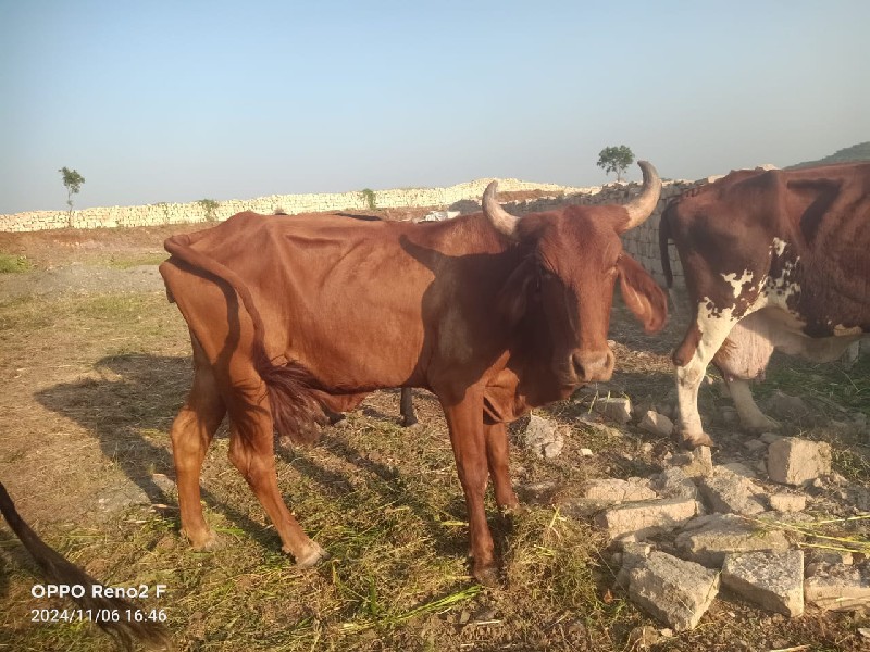 ગીર ક્રોસ બે વા...