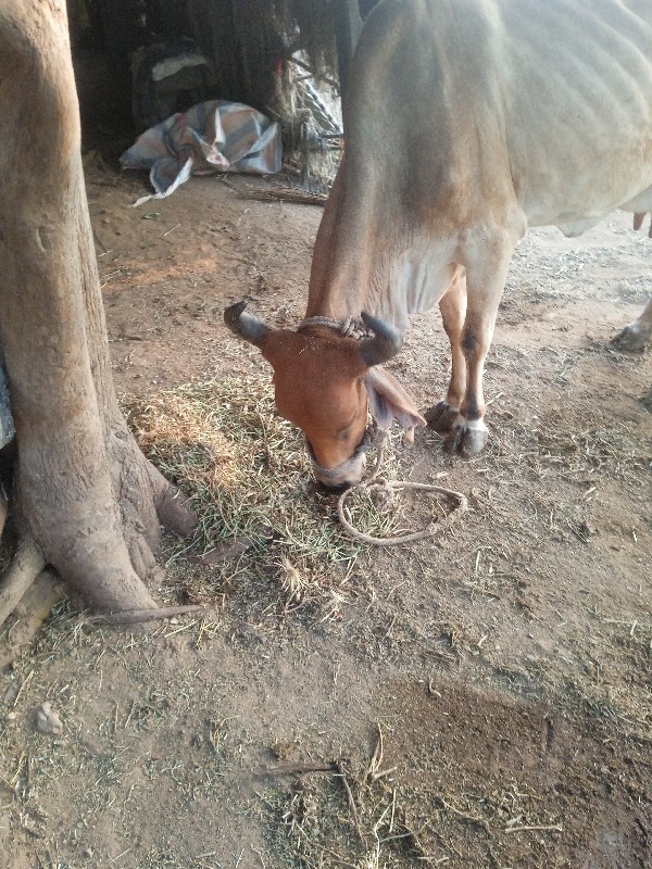 ગાય વેચવાની છે...