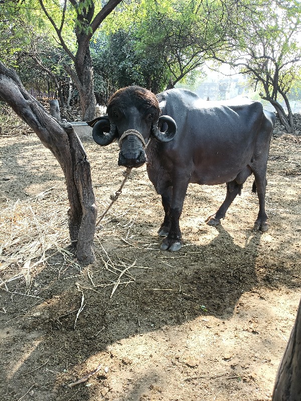 વીયાય ગય