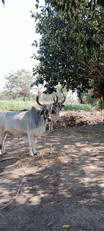 વેચવાના છે