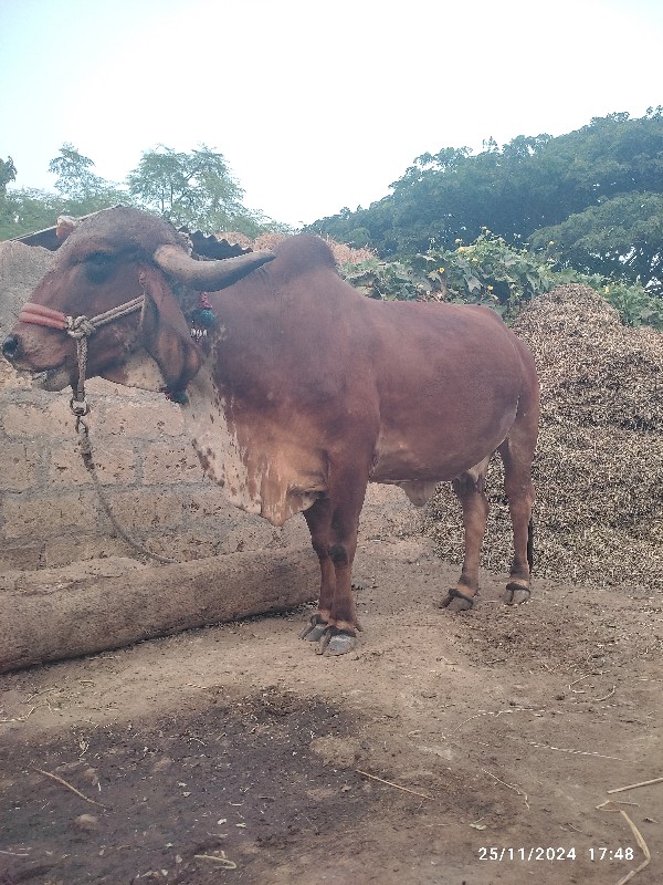 ગીર ગાય વેચવાની...