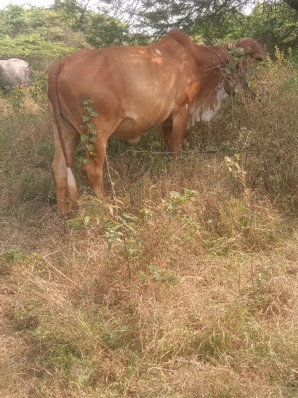 ઓળખી વેચવાની છે