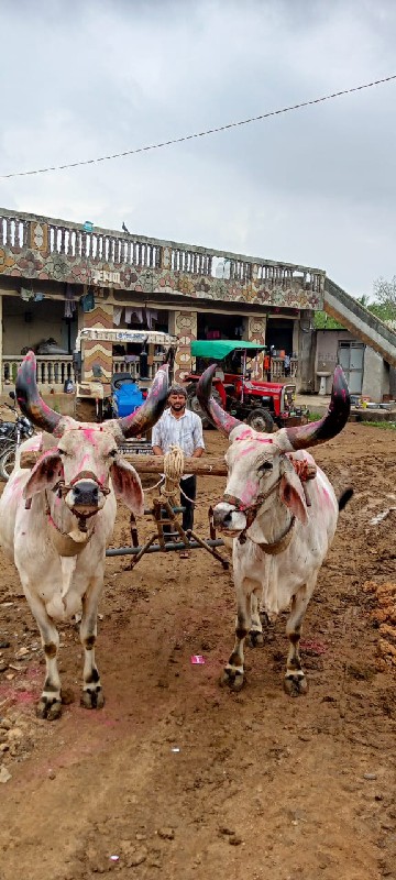 બળદ વેચવાના છે