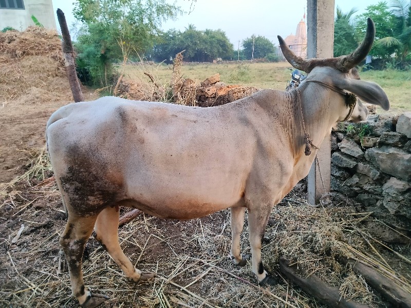 ગાય વેચવાની છે...