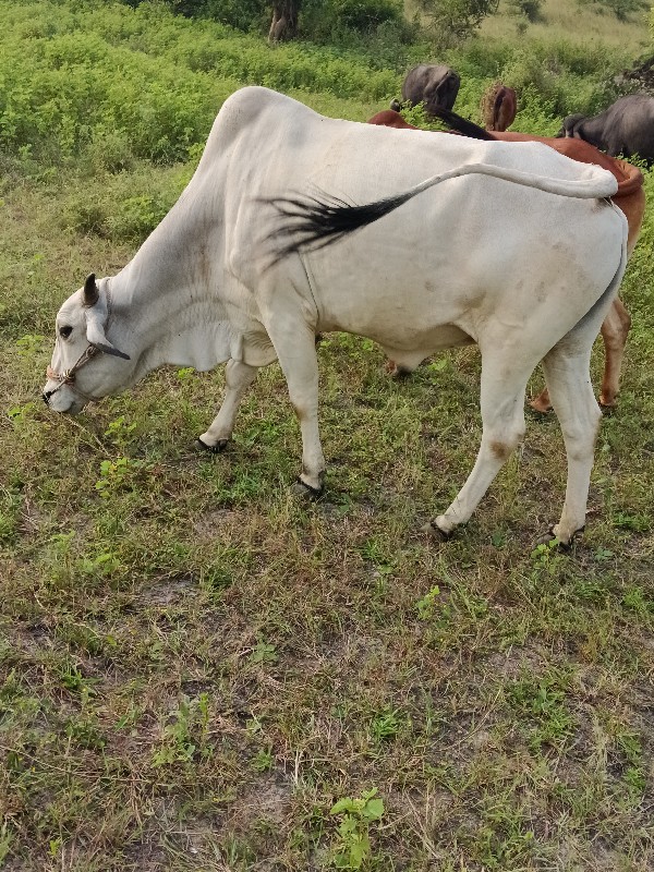 ગોઢલા વેચવાના સ...