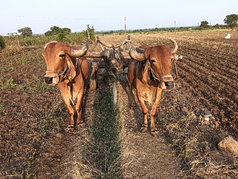 બળદ