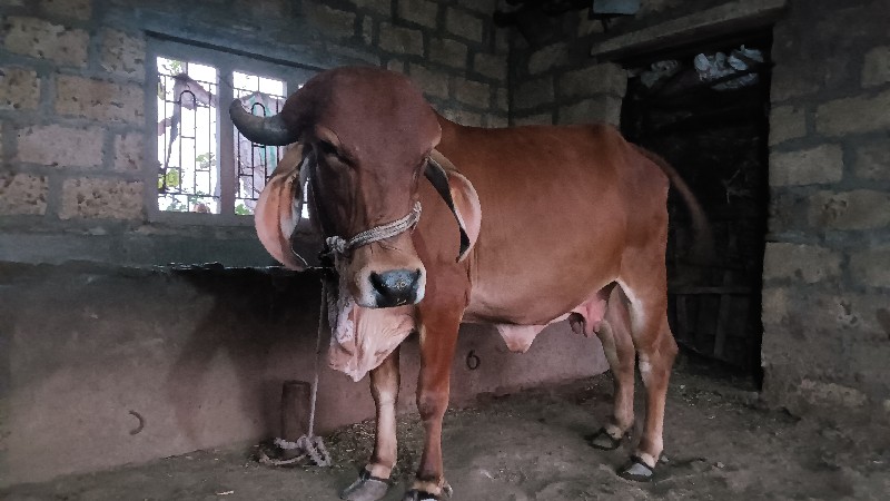 ગાય વેચવાની છે