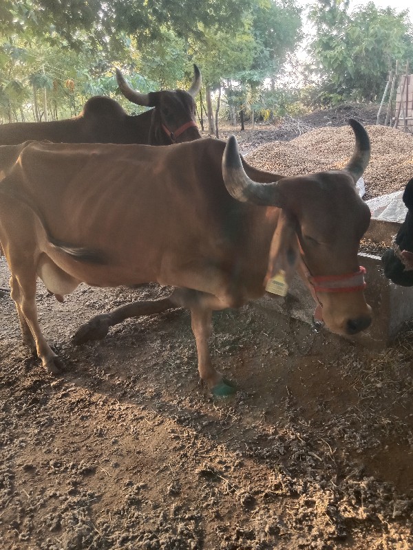 ગાય વેસંવાની સે...