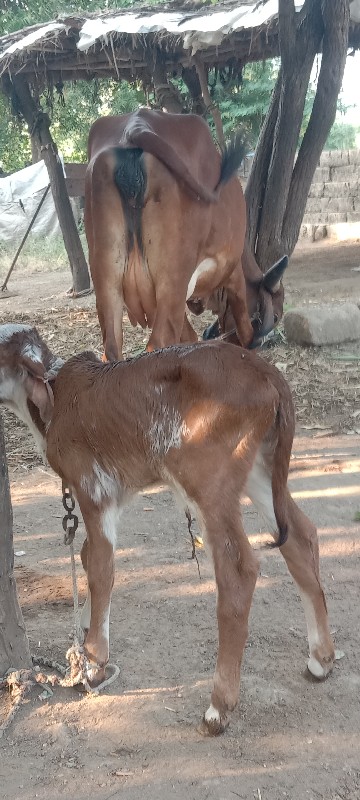 લાલ ગાય વેચવાની...